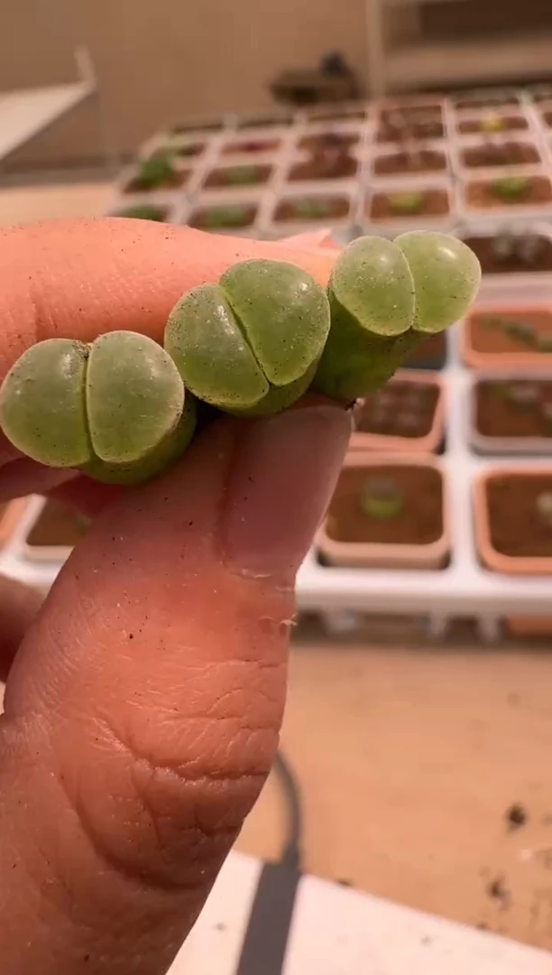 美丽的肉石头- 24