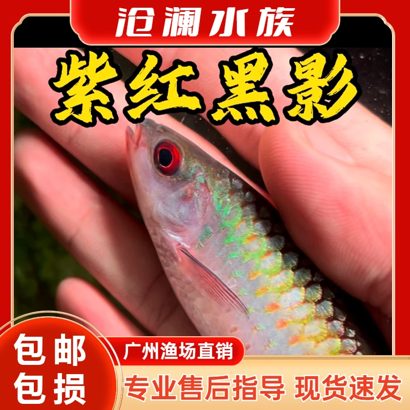 红眼紫红黑影道金斯鲃观赏鱼广温原生鱼淡水群游混养原生溪流小鱼