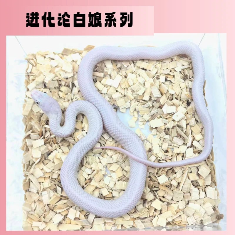 红眼黑眼白娘系列包邮包活包健康开食新手入门