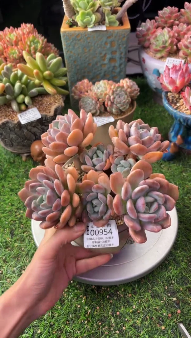 昆明印象多肉00954