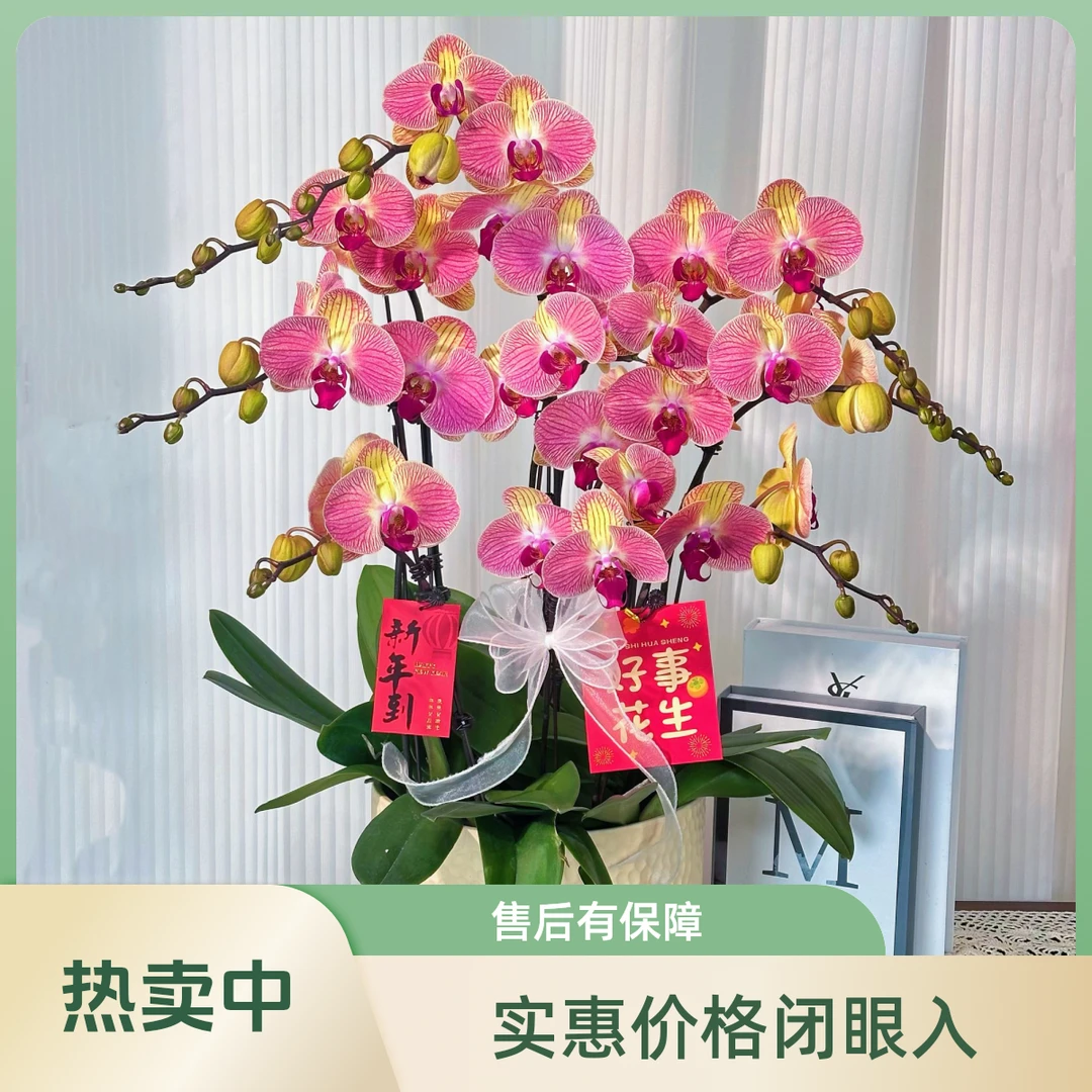 【和弦】半花 半花苞橙色优雅高贵系列蝴蝶兰 好养基地直发