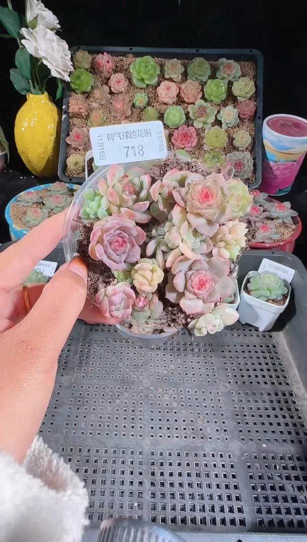 1116-718切糕群生不包整