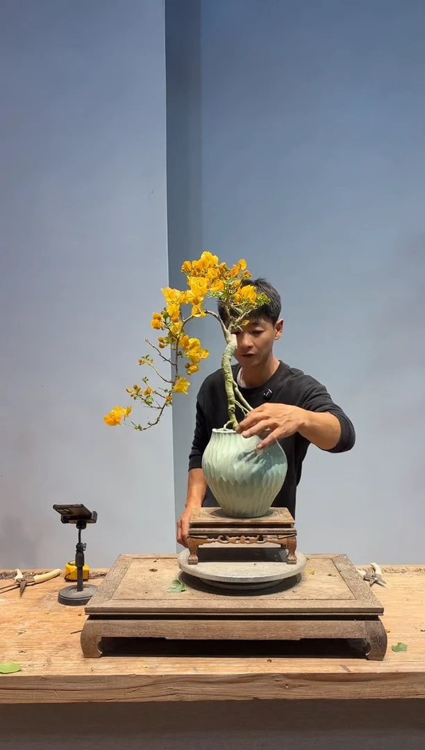 以实际为准三角梅61