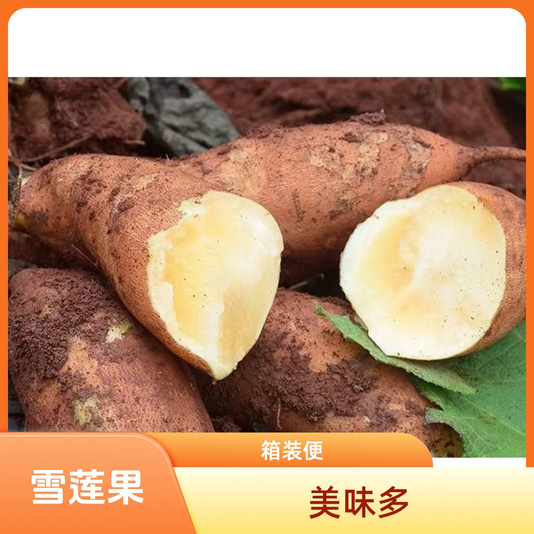 雪莲果1000g