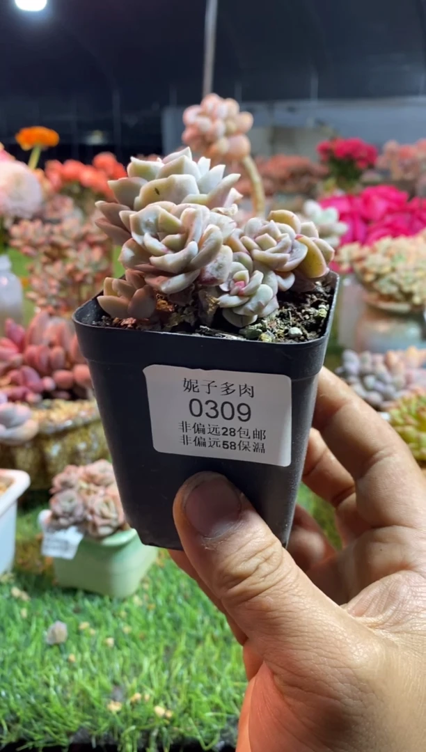 【闪购商品】可爱玫瑰石化拉丝锦0309