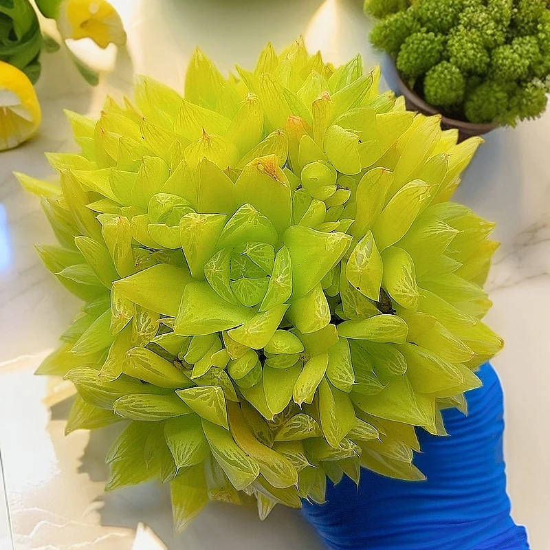 三岁家 玉露  （带盆发） 多肉植物 美观 净化空气