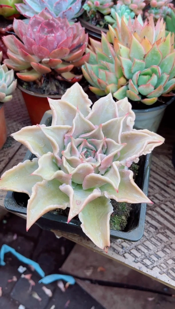妞***院28072多肉植物一物一拍