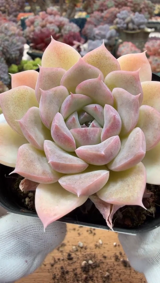 东云多肉园二店-124