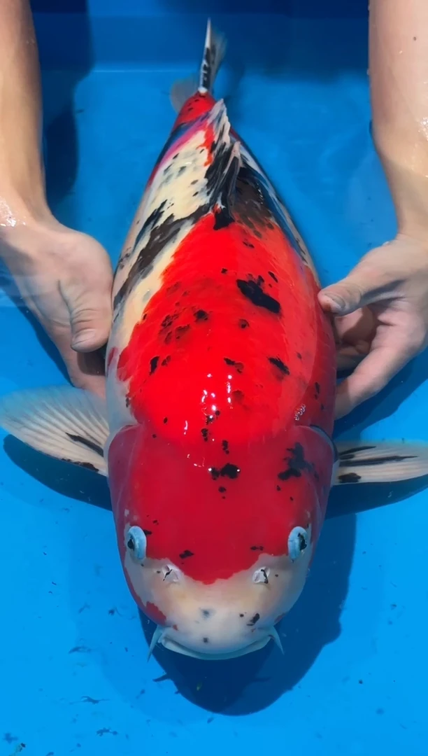 锦鲤佛山金隆锦鲤直播专用闪购链接，不支持7天无理由退货退款