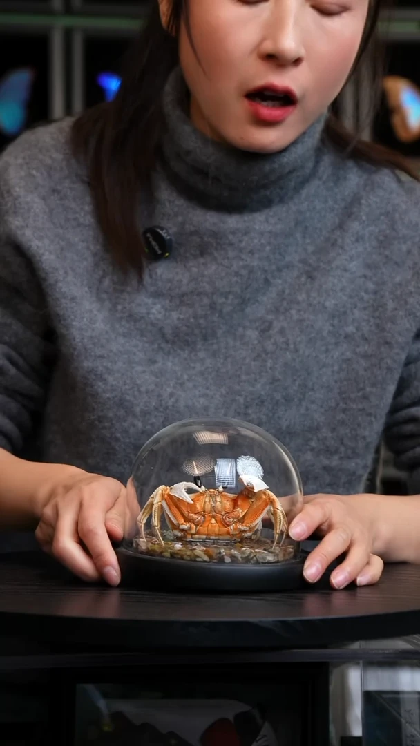 沙蟹标本玻璃罩款