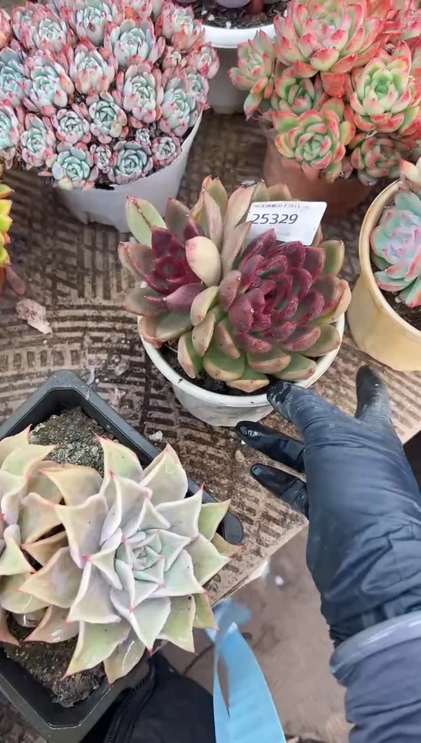 白*多肉植物一物一拍25329