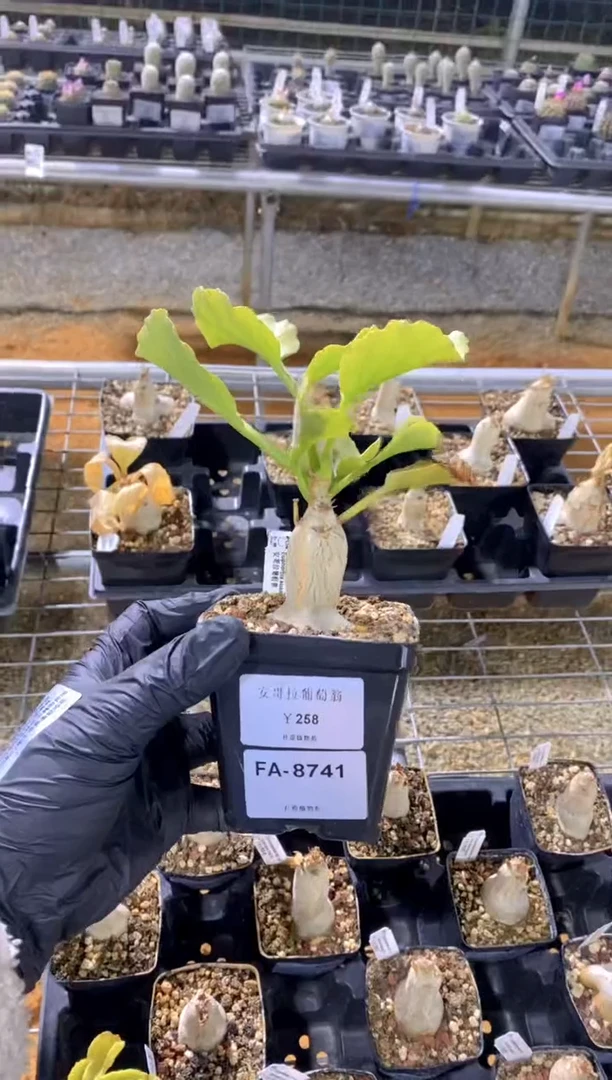 【闪购商品】安哥拉葡萄翁FA-8741