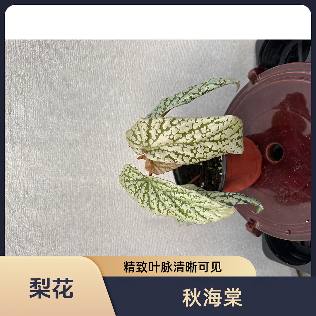 梨花 秋海棠热植 网红热植竹节福利款不包叶损《两单包邮》