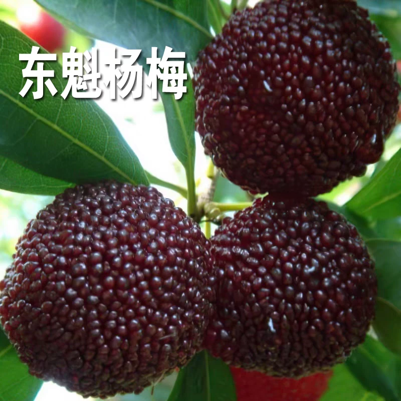 东魁杨梅树树苗梅苗特大南方北方种植地栽当年结果杨梅苗当年结果