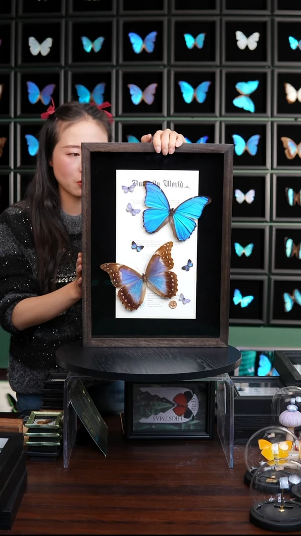 蝴蝶标本摆件竞拍大蓝闪雌雄组合H339