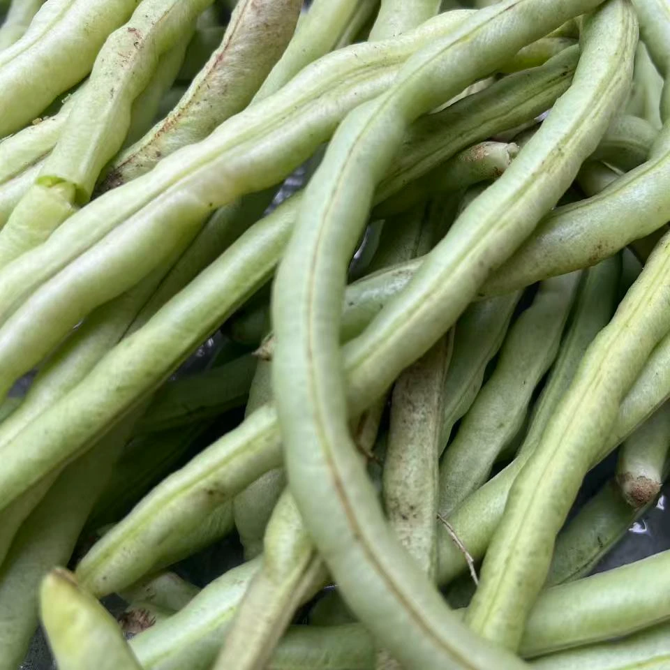 自家种植青岛本地坡菜豆豆角农家种植新鲜采摘豆角子豆角