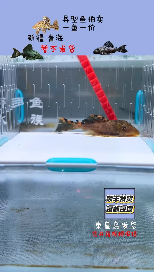 清道夫鱼6.5不包入缸损109