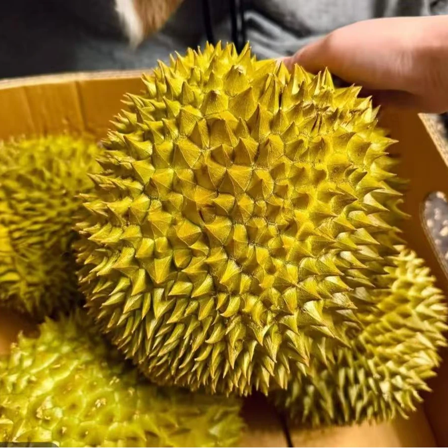 AX【顺丰次日达】泰国进口自然树熟金枕榴莲鲜果新鲜榴莲顺丰空运包邮发货核小干包黄肉1.5~4斤金枕泰国东部