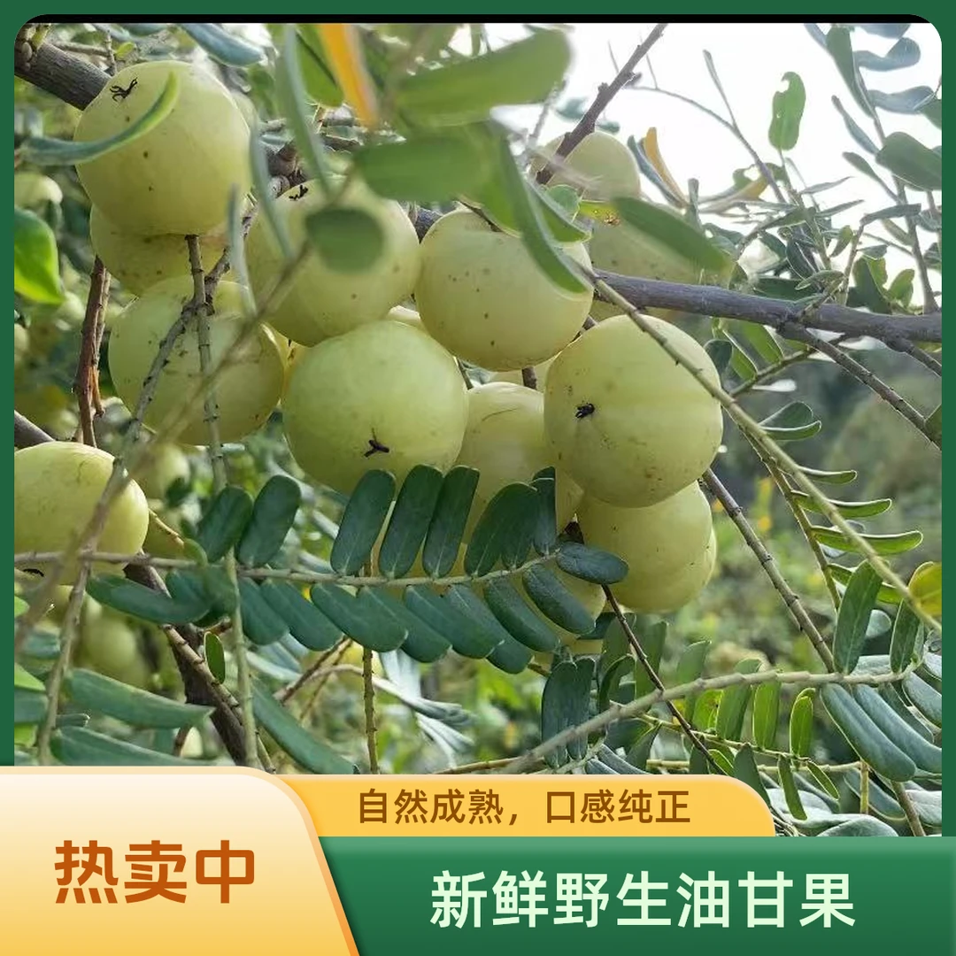 潮汕新鲜现摘饼甜崩坎油甘果余甘果滇橄榄孕妇解腻可生吃水果