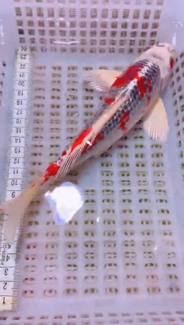 锦鲤冷水观赏鱼全场包邮97