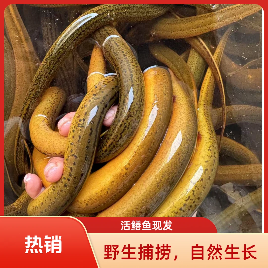 (3斤）1-3两 活野生鳝鱼 顺丰包邮包活1