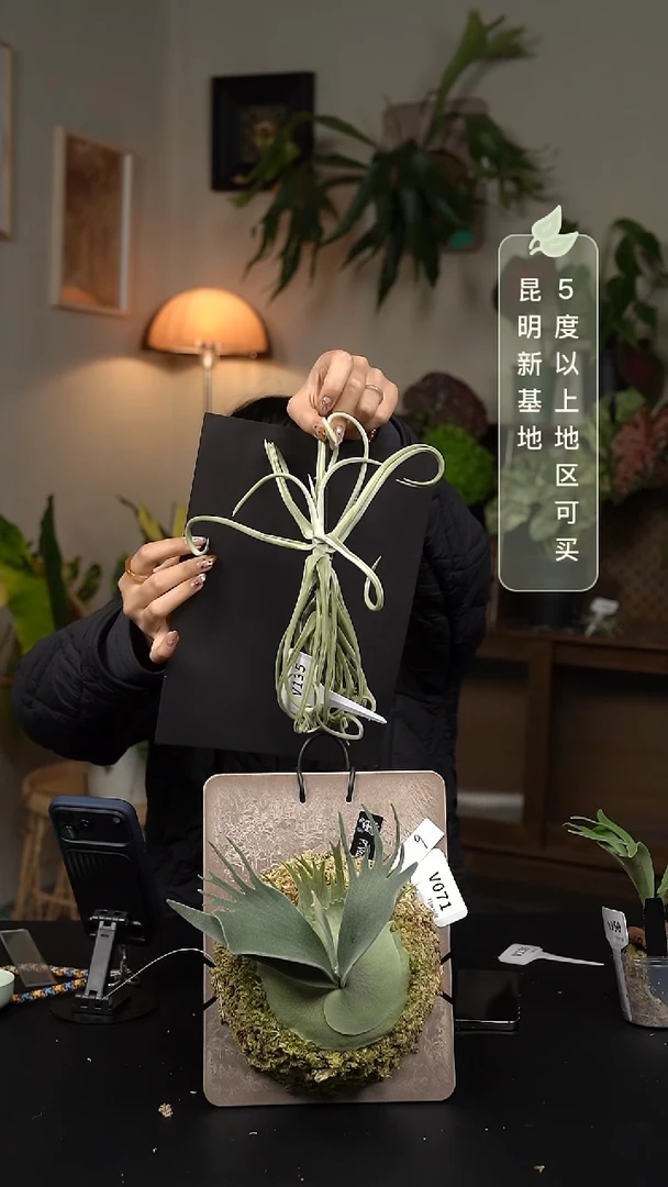 不开花植物V135-空气凤梨-树猴