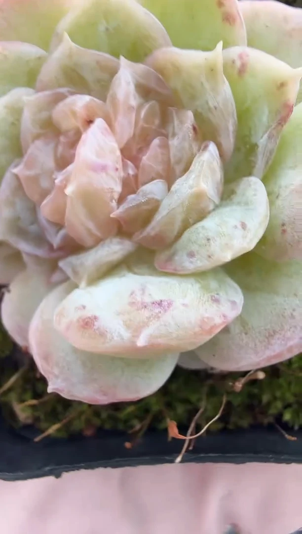 东云多肉园新款-130