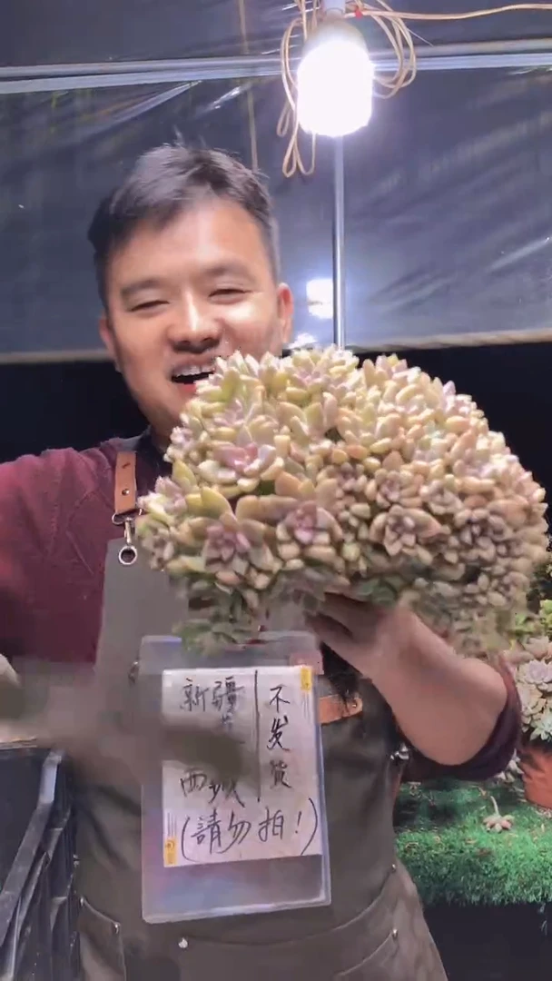 201淡雪缀化一物一拍