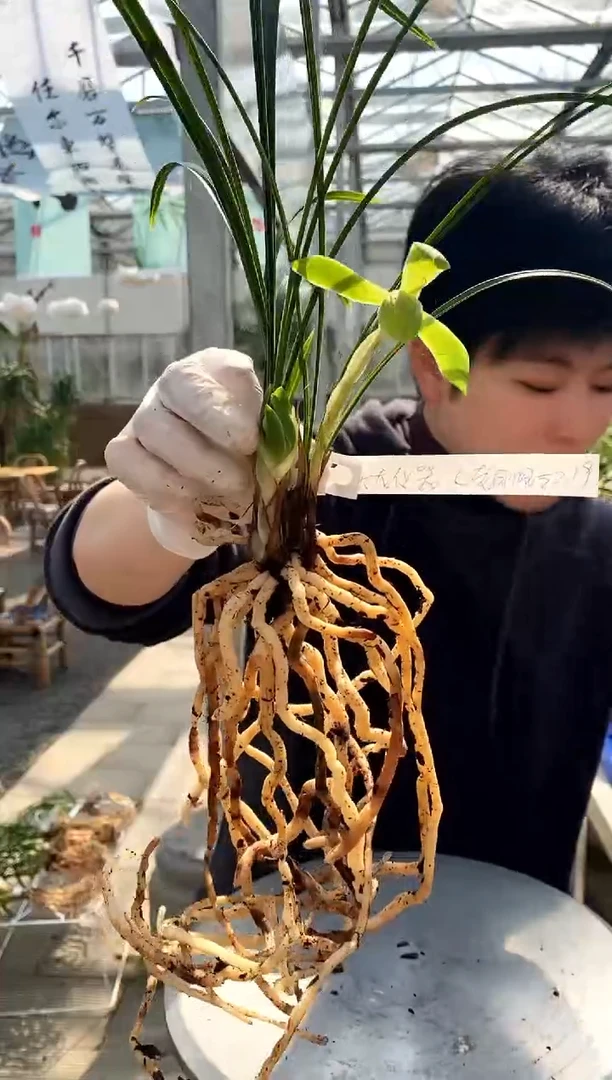 【闪购商品】老月佩，天龙仪器