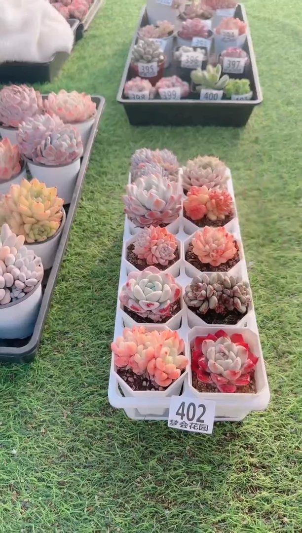 【闪购商品】梦会多肉一物一拍