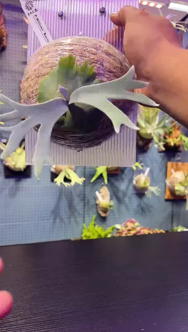 完全开放板植细菌