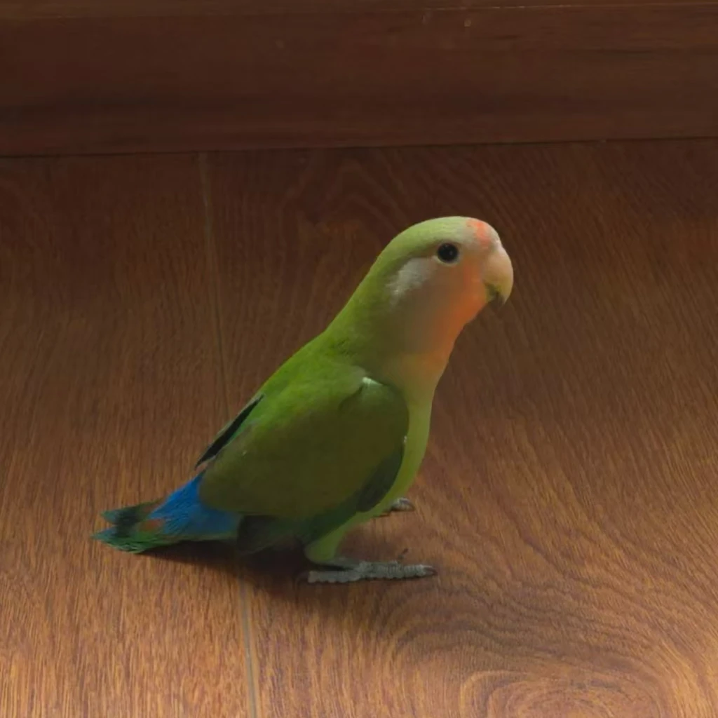 牡丹鹦鹉可手养好上手