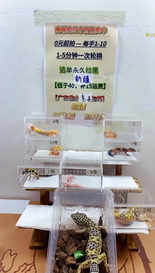 豹纹守宫豹纹守宫幼苗亚成体成体