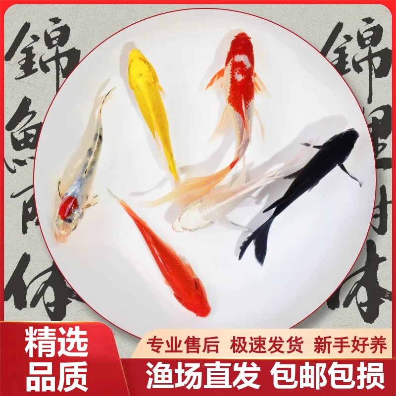 【纯色系列】10-12cm5条 锦鲤观赏鱼活鱼冷水金鱼耐活好养黄金