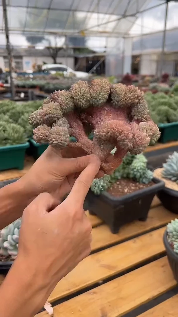 白胖子小树缀化