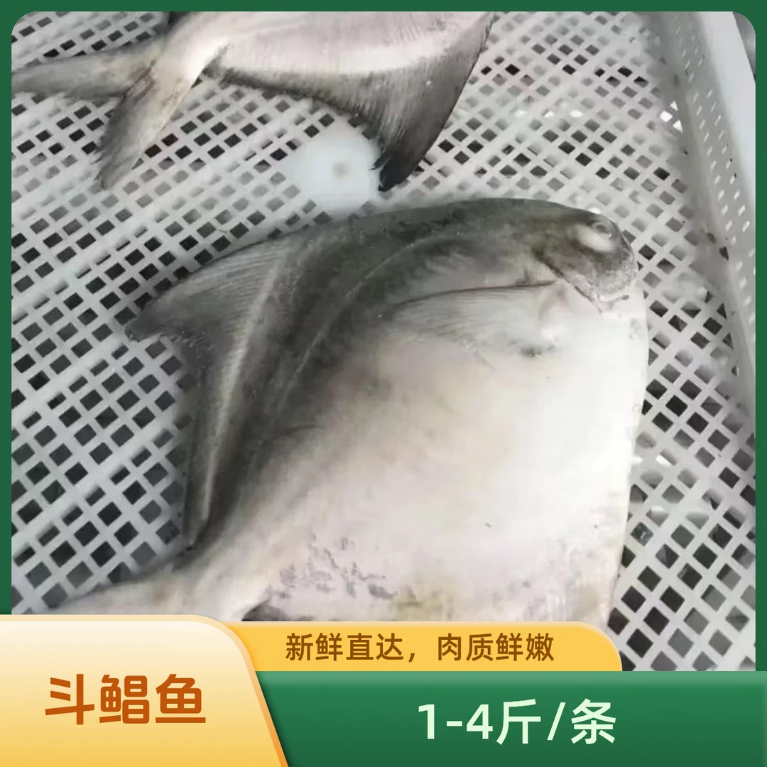 1-4斤 特大鲳鱼斗鲳新鲜速冻白鲳鱼银鲳海鲜水产礼盒节日送礼清蒸