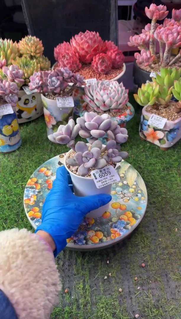 昆明印象多肉6059