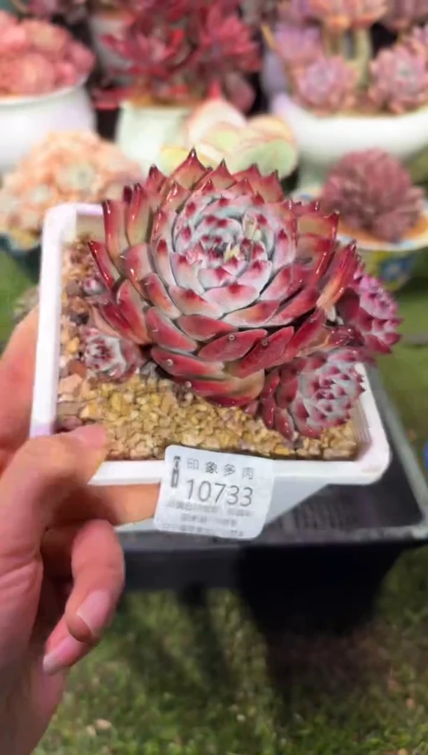 【闪购商品】10733