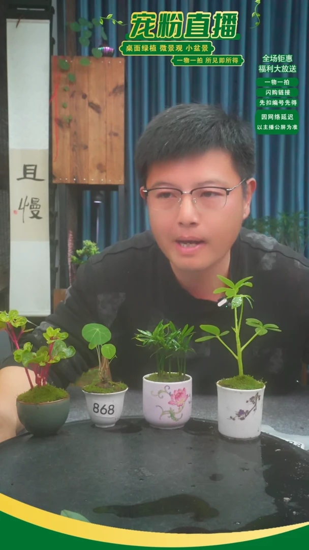 无花朵?*色苔藓微景观868号