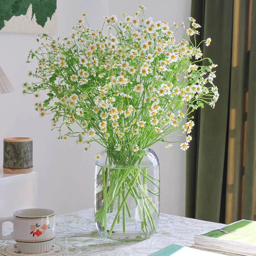 【洋甘菊 鲜切花 /全场任意满两单及以上鲜花包邮发货】