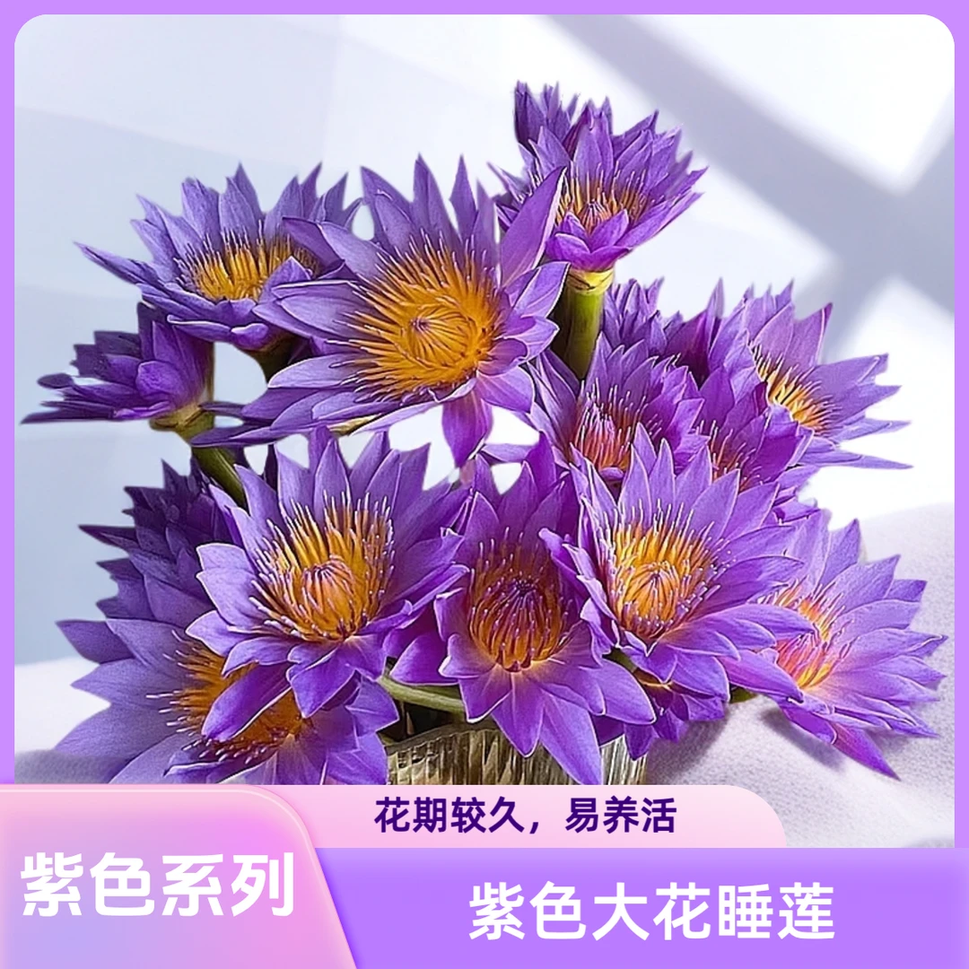 【AAA级紫色睡莲】喧嚣的都市里寻片刻的逃离和沉醉，紫色凸显神秘感