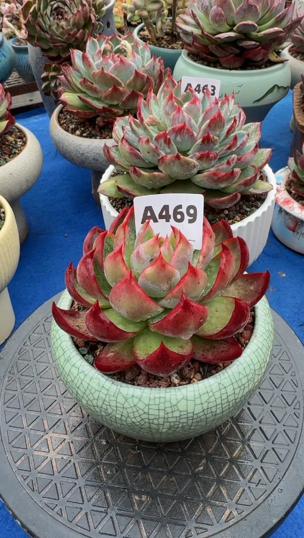 【闪购商品】A469惊鸿仙子（裸根发货）