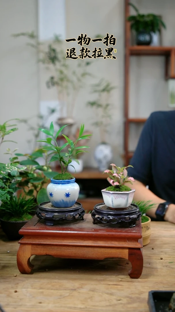 完全开放细****好网纹草+竹柏943