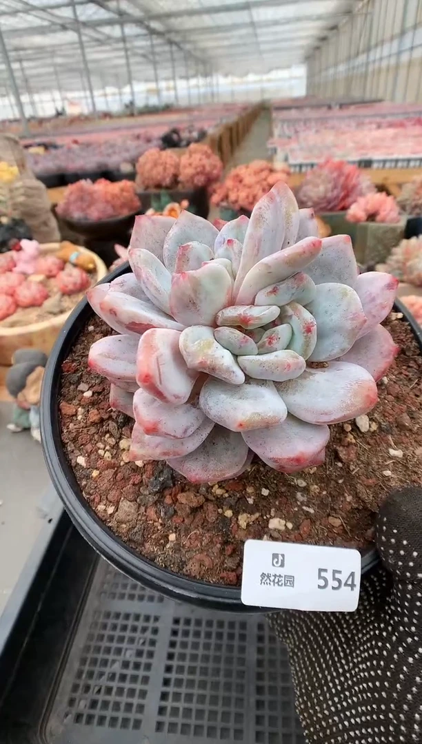 【闪购商品】554梦露石化一物一拍