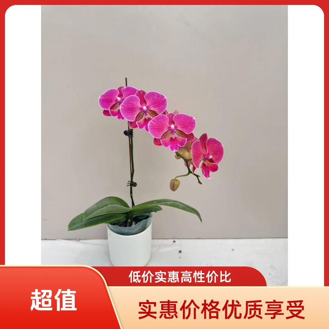 繁星里蝴蝶兰【花木兰】3.0寸带花带花苞开花株发货