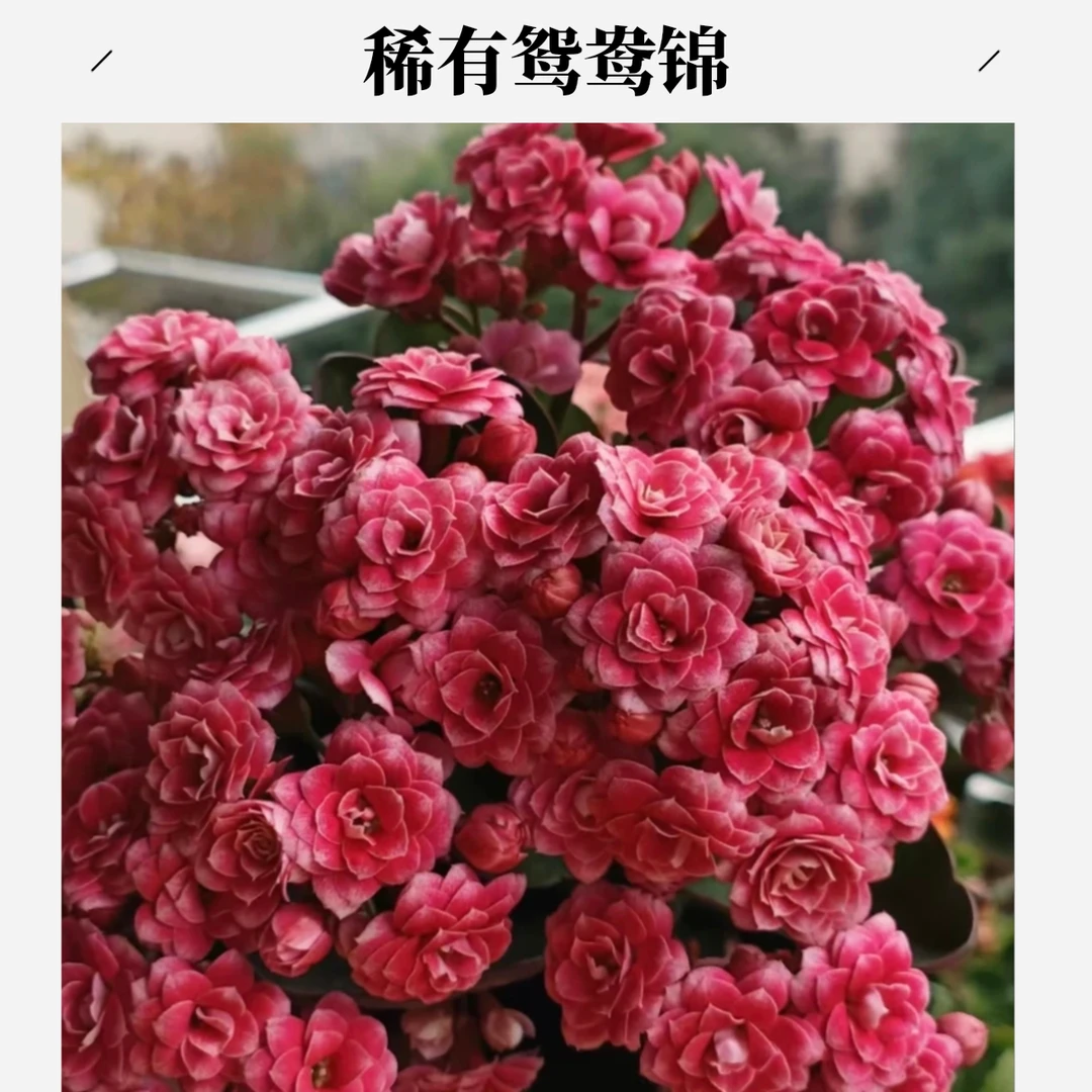 【110】稀有品种鸳鸯锦重瓣长寿花