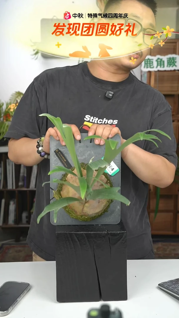不开花植物A984-夏日微风