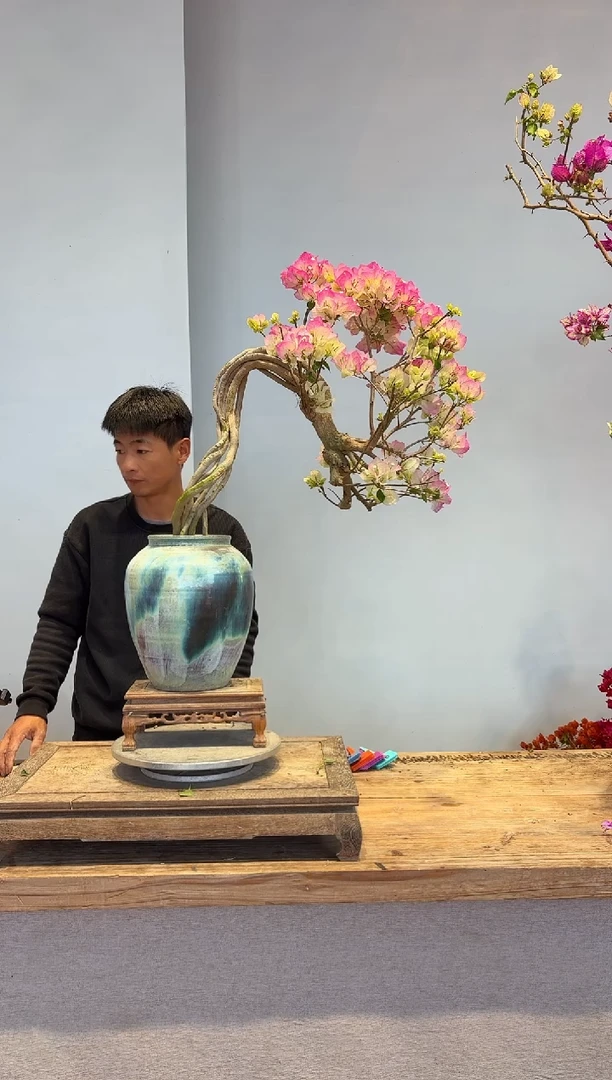 以实际为准佛****司三角梅19