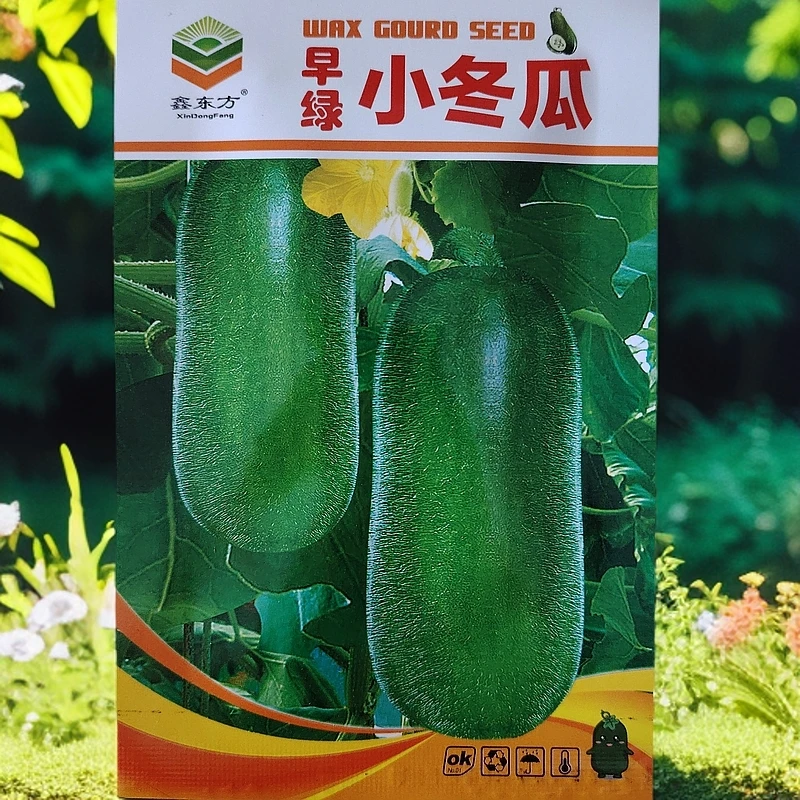 早绿小冬瓜新种子
