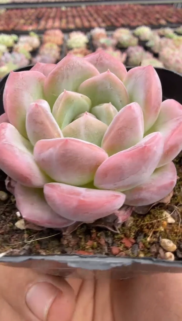 东云多肉园二店-379